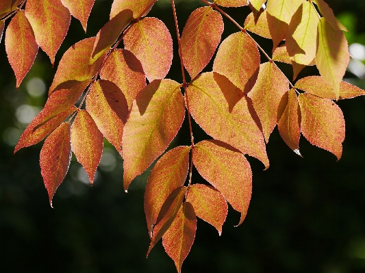 Tree branch plant sunlight Photo