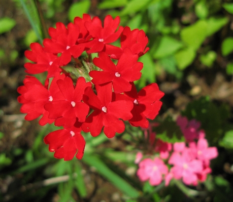 Natur anlage blatt blume Foto