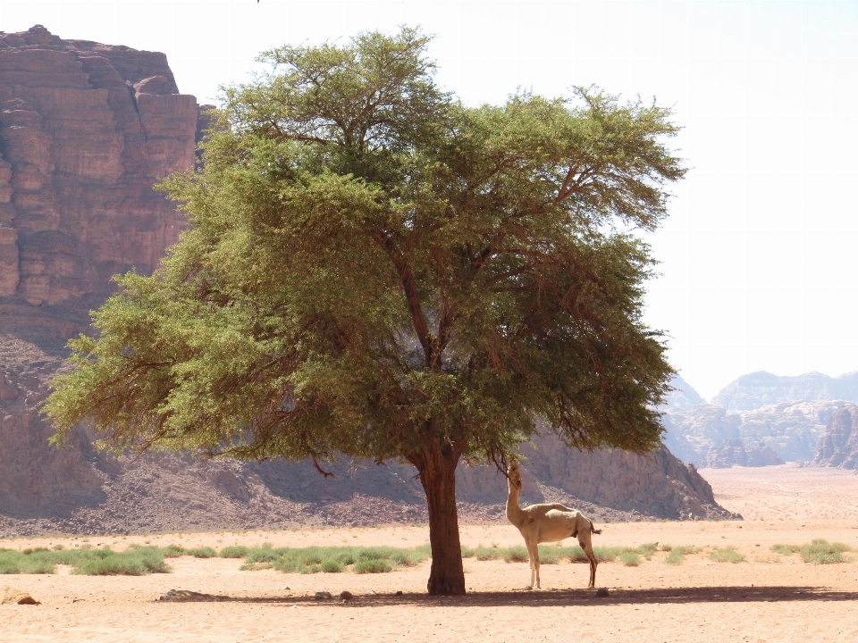 árbol naturaleza planta desierto