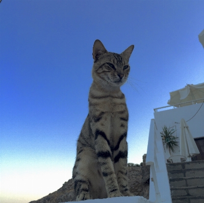 Monument statue mediterranean cat Photo