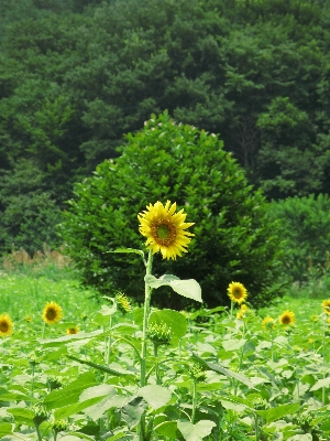 Anlage feld rasen wiese
 Foto