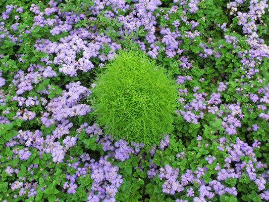 Foto Plantar flor padrão alto