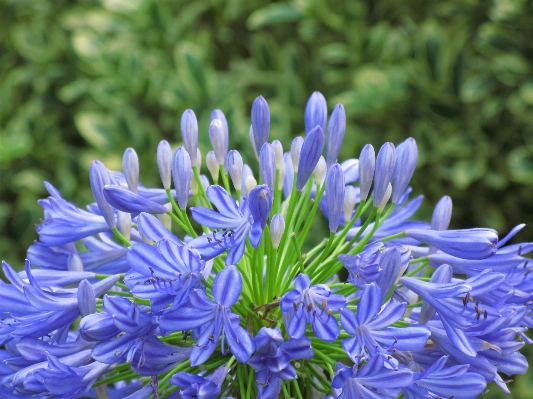 Blossom plant flower high Photo