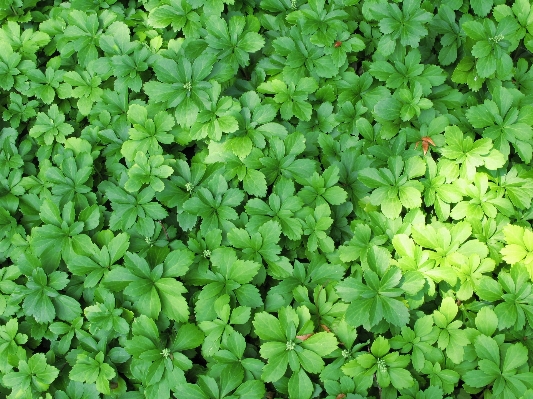 Plant leaf flower foliage Photo