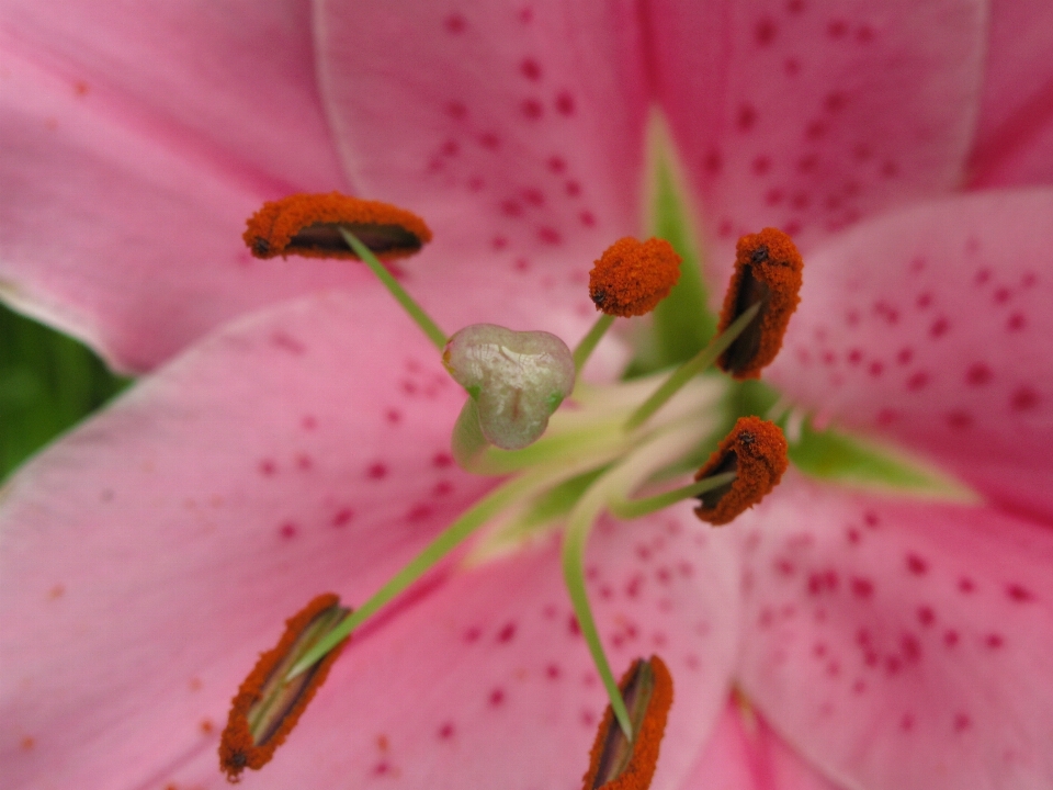 Fiore pianta fotografia foglia