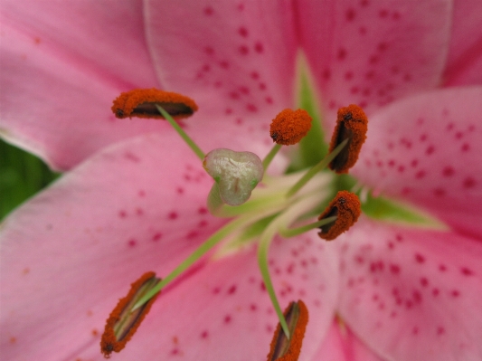 Blossom plant photography leaf Photo