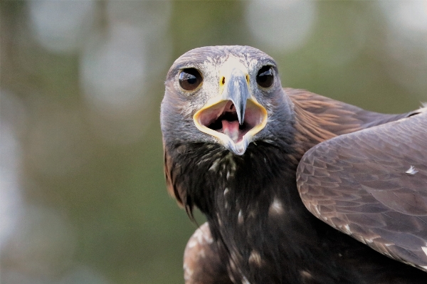 Nature bird wing animal Photo