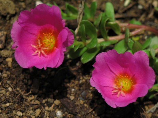 Blossom plant flower petal Photo