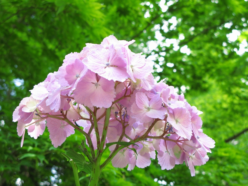 Blossom plant flower petal