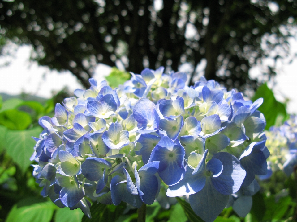 花 植物 高い 植物学
