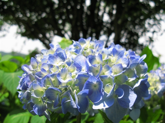 Blossom plant flower high Photo