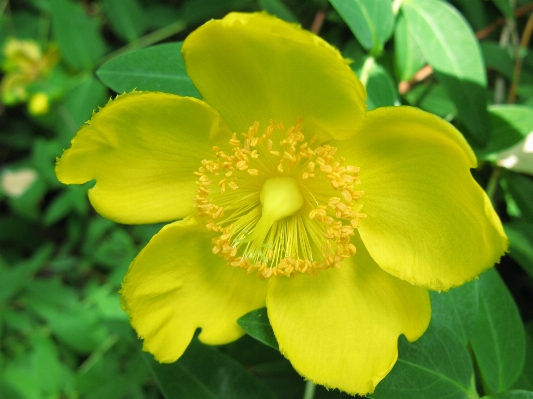 植物 花 花弁 高い 写真