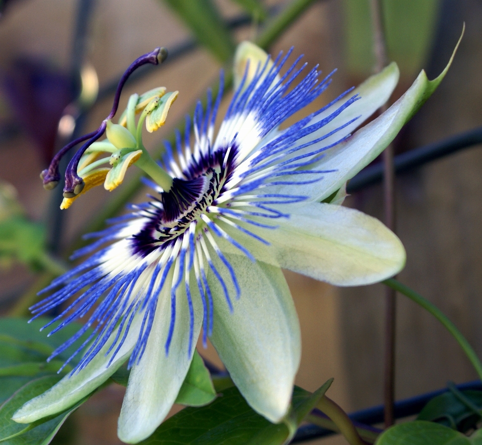 Nature blossom plant vine