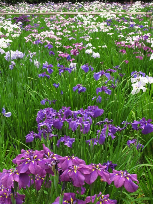 Plant meadow flower high