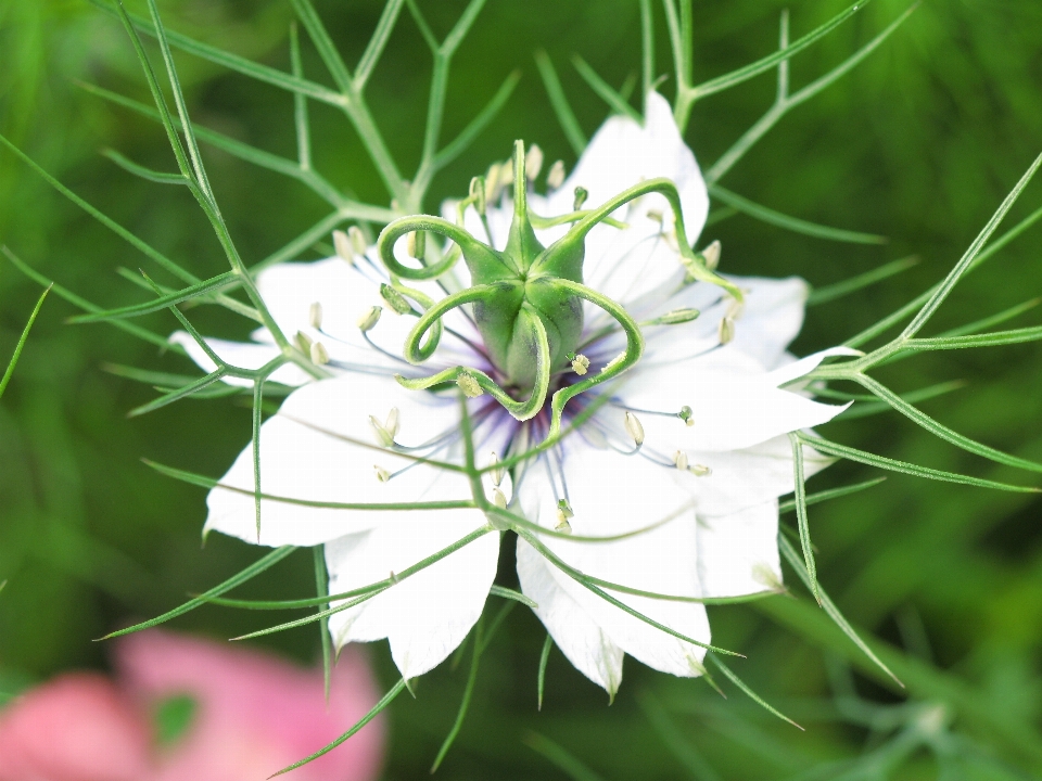 Herbe usine blanc prairie
