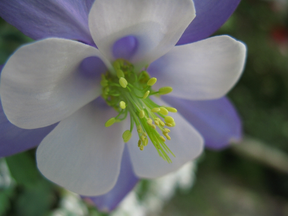 Blüte anlage blume lila