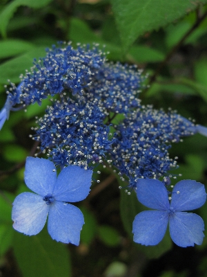 Plant flower high botany Photo