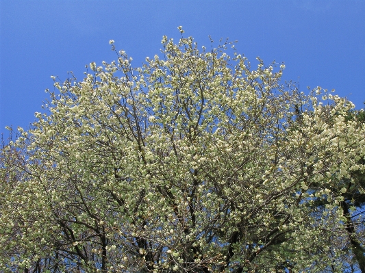 Tree branch blossom plant Photo