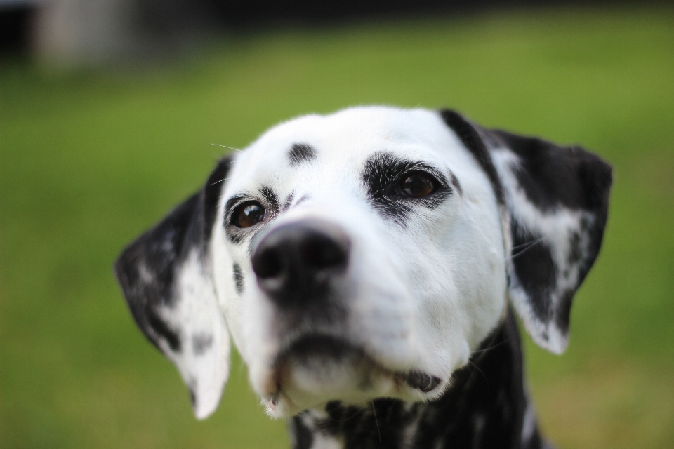 黒と白
 意見 犬 動物