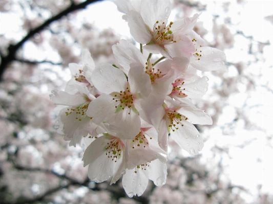 Branch blossom plant flower Photo