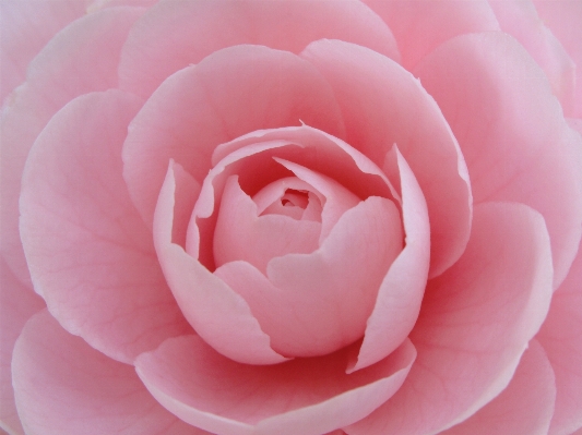 Plant flower petal rose Photo