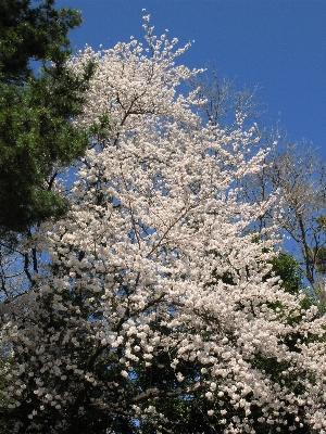 木 ブランチ 花 植物 写真