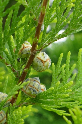 木 自然 森 ブランチ 写真