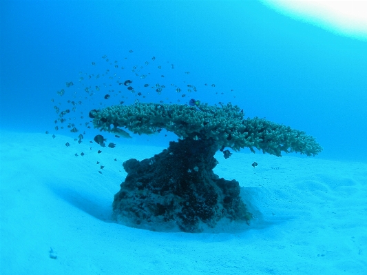 Sea ocean cosmos diving Photo