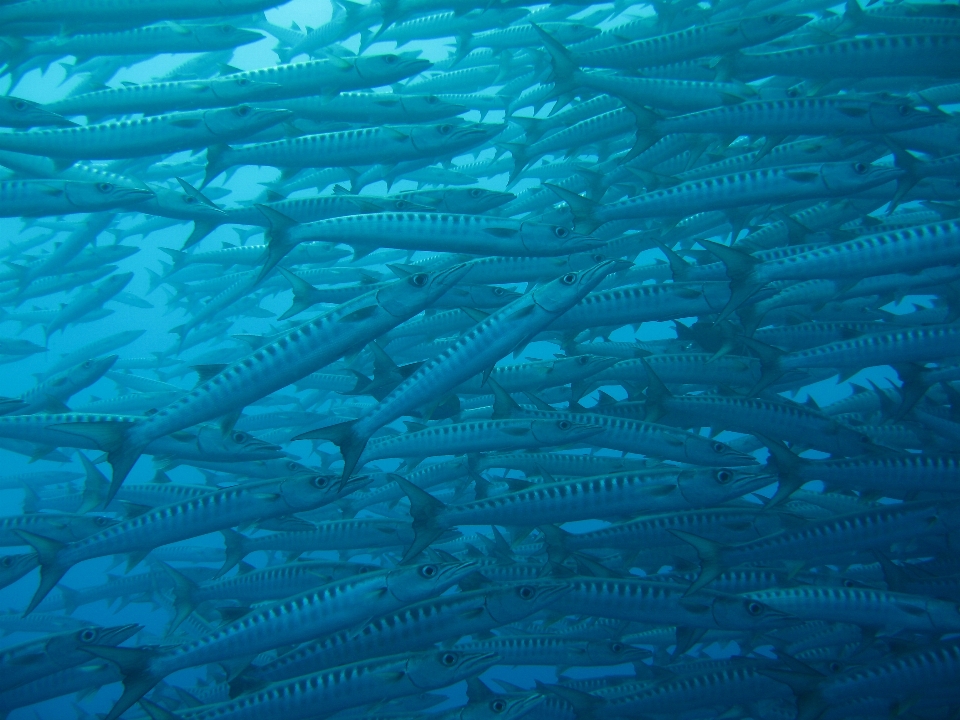 Mer océan plongée sous-marin