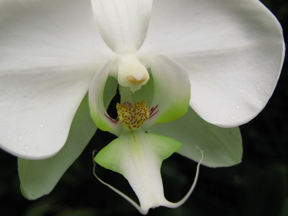 Fleurir usine blanc fleur