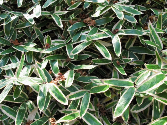 Grass plant leaf flower Photo