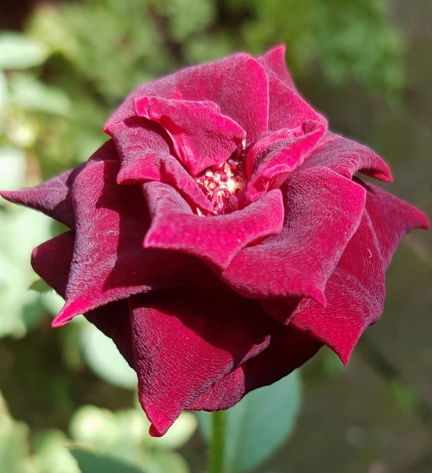 Natura fiore pianta petalo