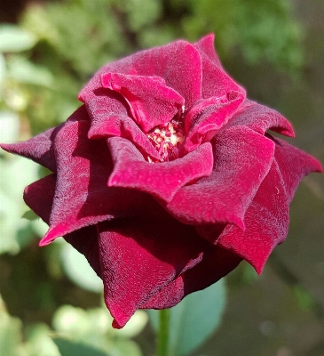 Nature blossom plant flower Photo