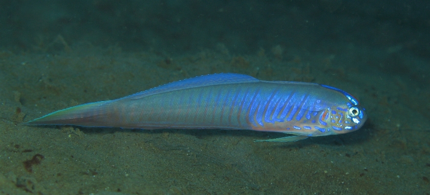 Diving underwater high biology Photo