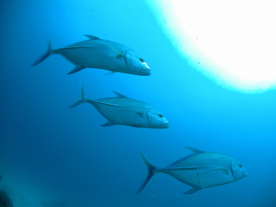 Ocean diving underwater high