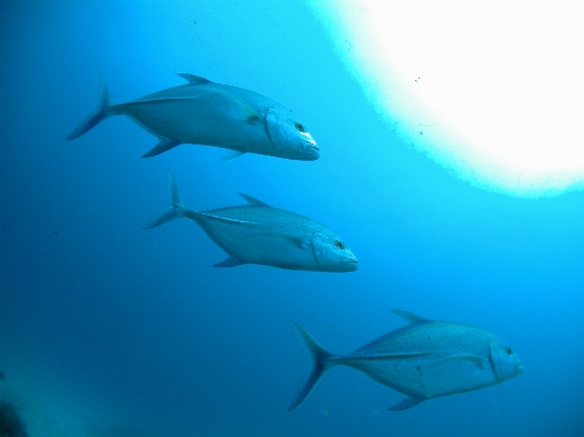 Ocean diving underwater high Photo