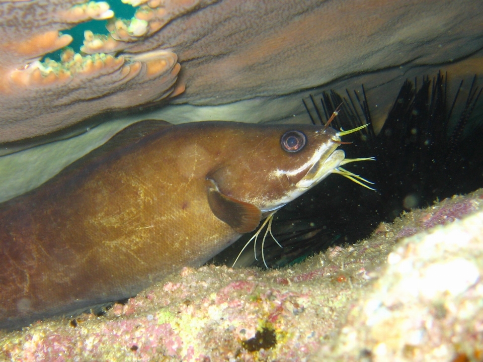 Mergulhando animais selvagens embaixo da agua alto