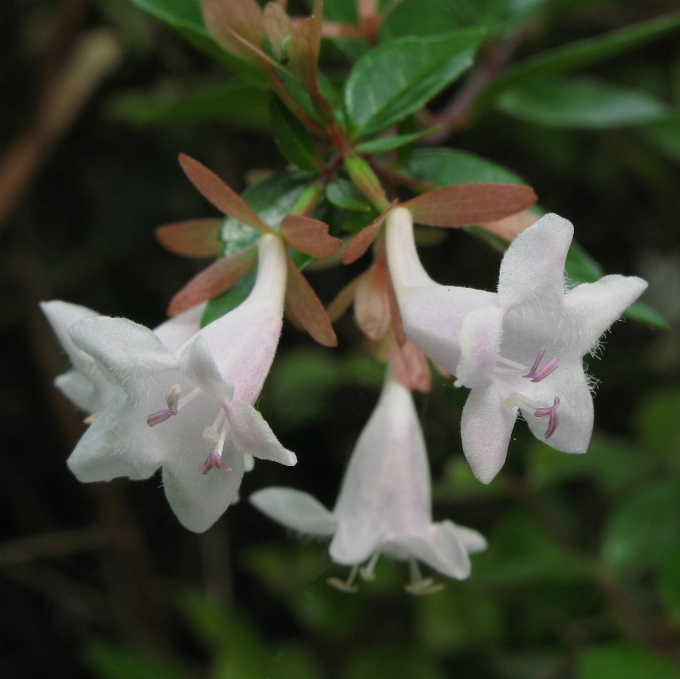 Plant white flower high