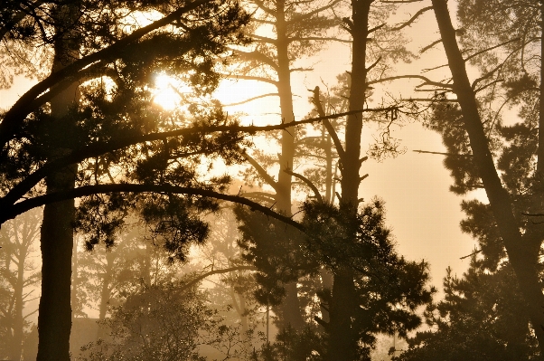 Foto Paisagem árvore natureza floresta