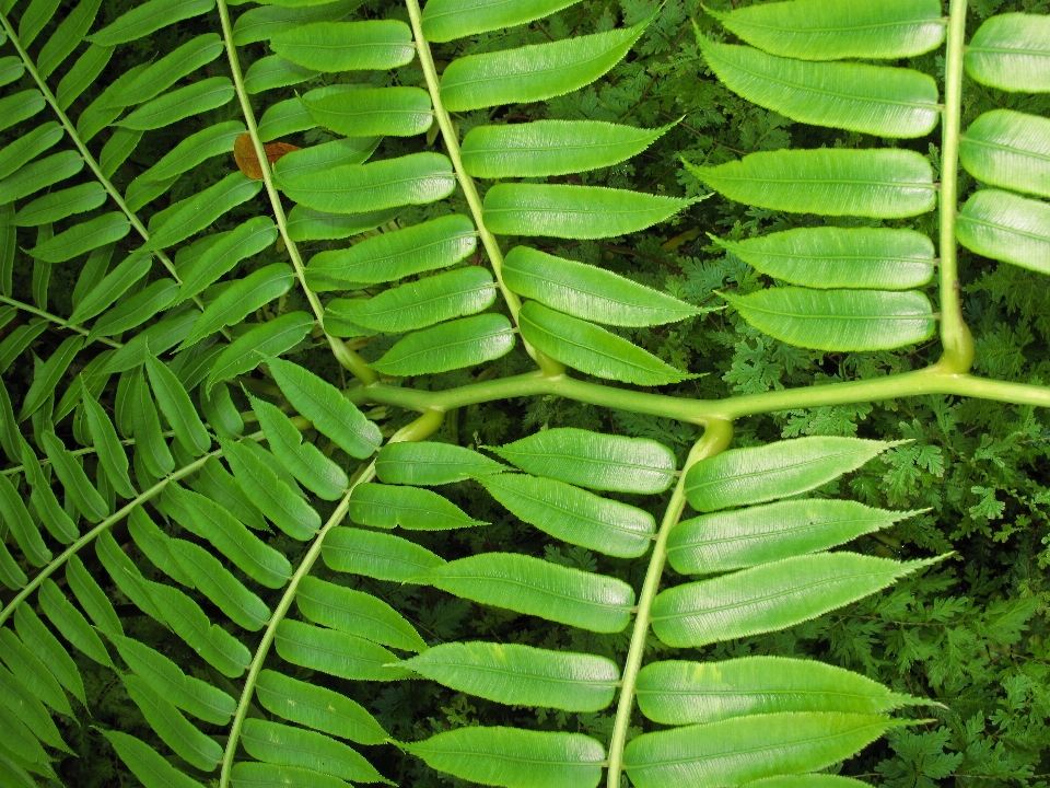 Planta hoja flor verde