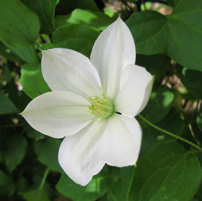 Florecer planta blanco flor