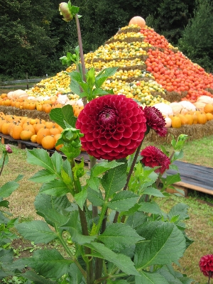 Foto Plantar flor produzir outono