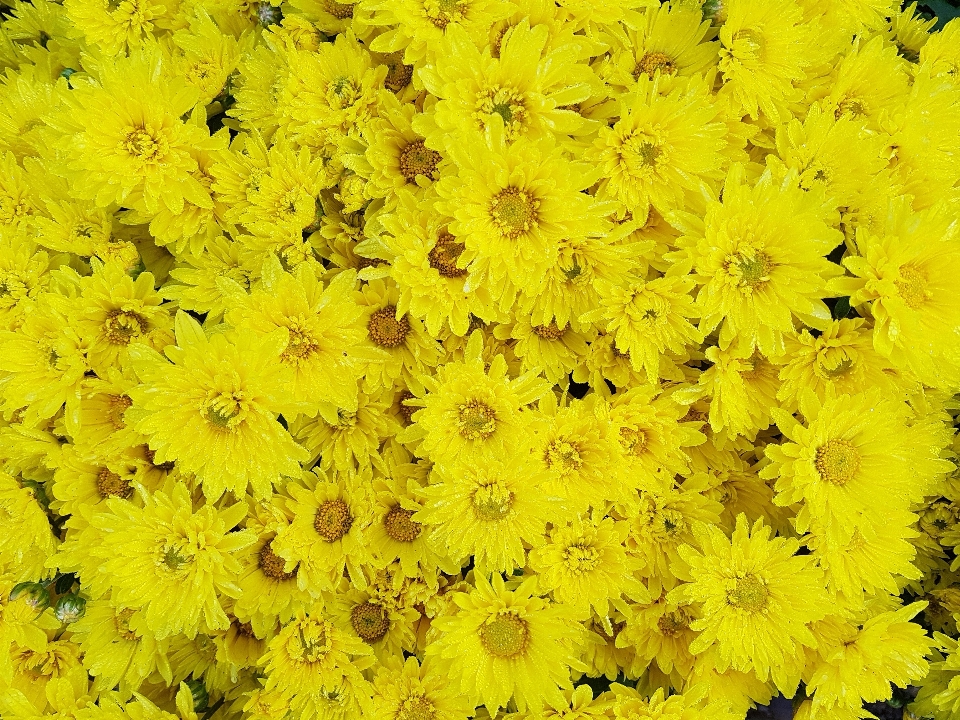 Blossom plant field dandelion