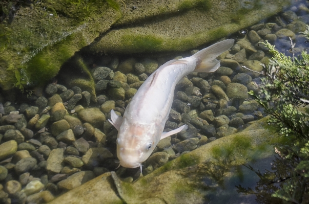 Foto Kota kolam biologi ikan