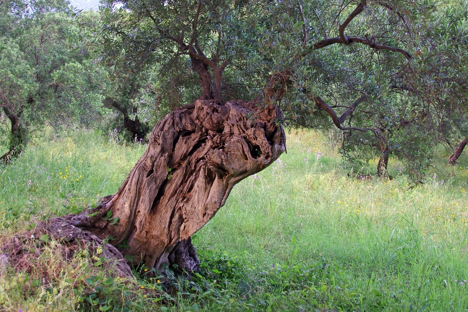 Arbre usine fleur faune