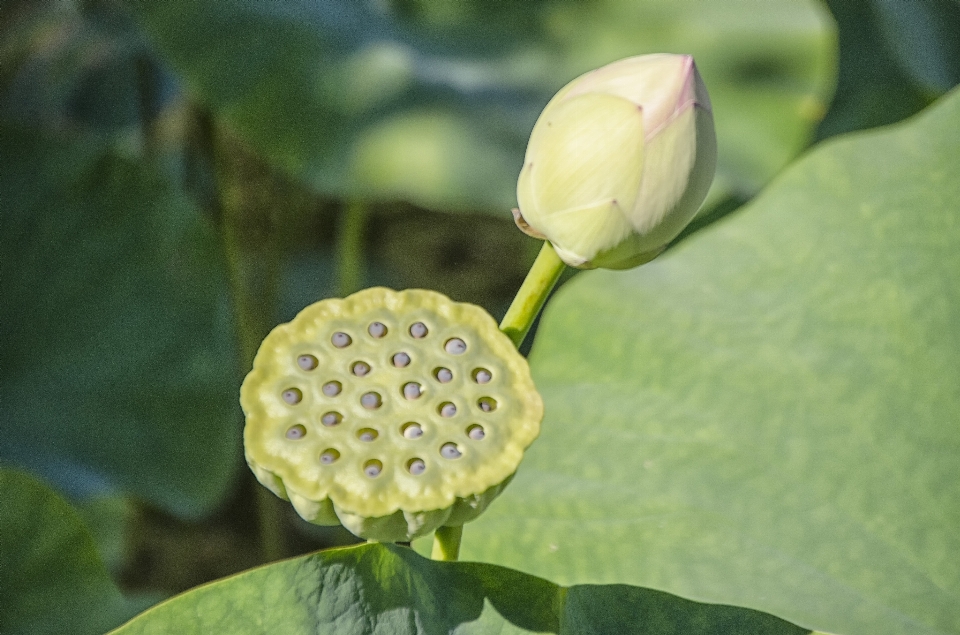 Naturaleza florecer planta hoja