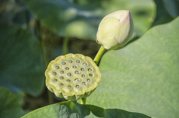 Nature blossom plant leaf Photo