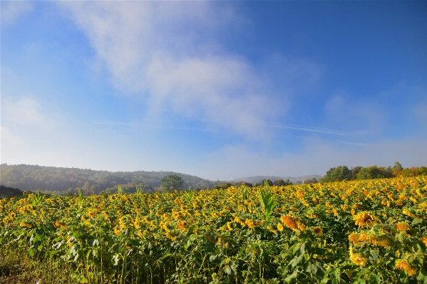 Landscape nature grass horizon Photo