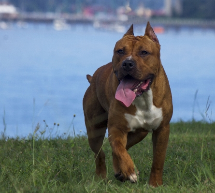 犬 動物 男 ペット 写真