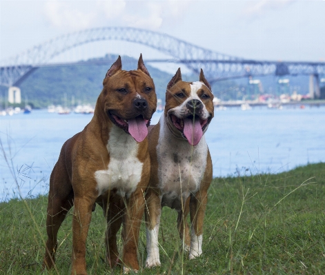 People bridge dog mammal Photo